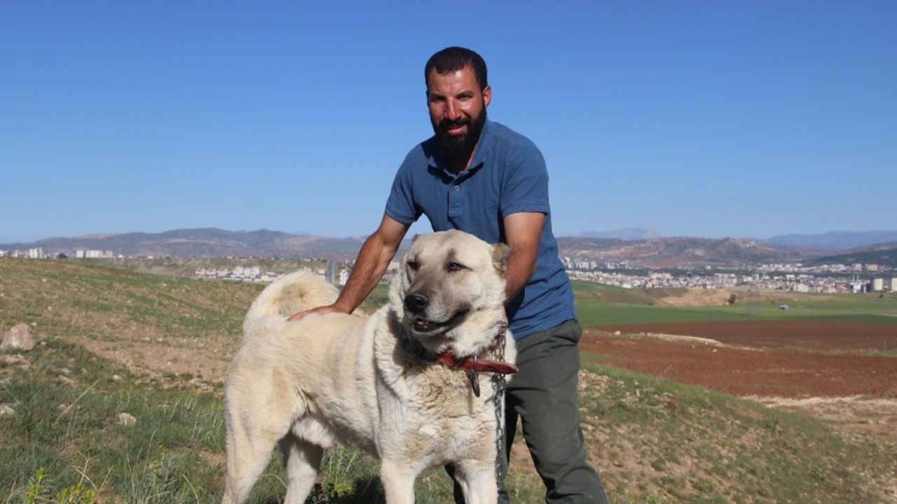 Kangal köpeği yetiştiricisi:"‘Ben üreticiyim’ diyen herkesin suç kayıtlarına bakılsın”