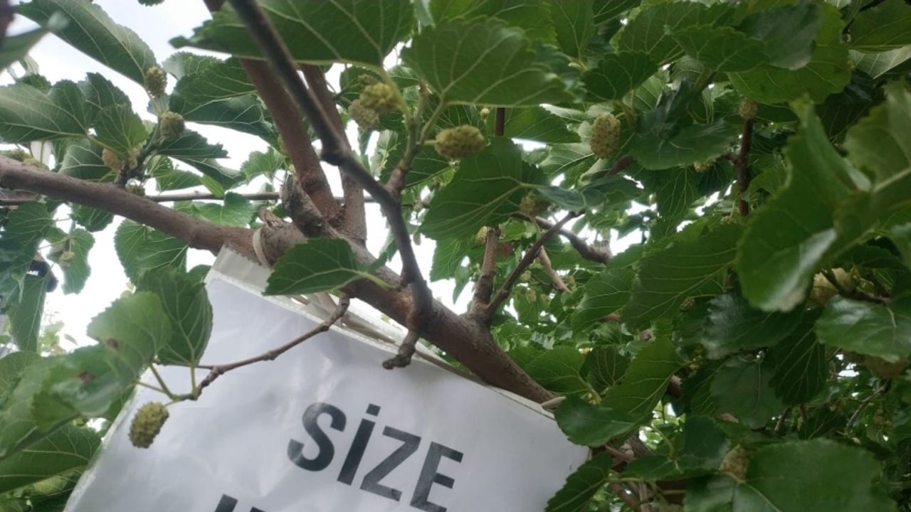 Görenler rahatça dut yiyebilsin diye ağacına ’size helal’ yazısı astı