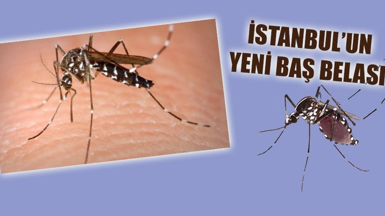 İstanbul'da büyük tehlike: Asya kaplan sivrisineği