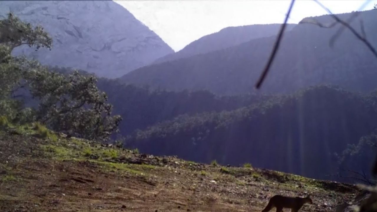 Ormanın hayalet kedisi Karakulak, Antalya sınırlarında görüntülendi