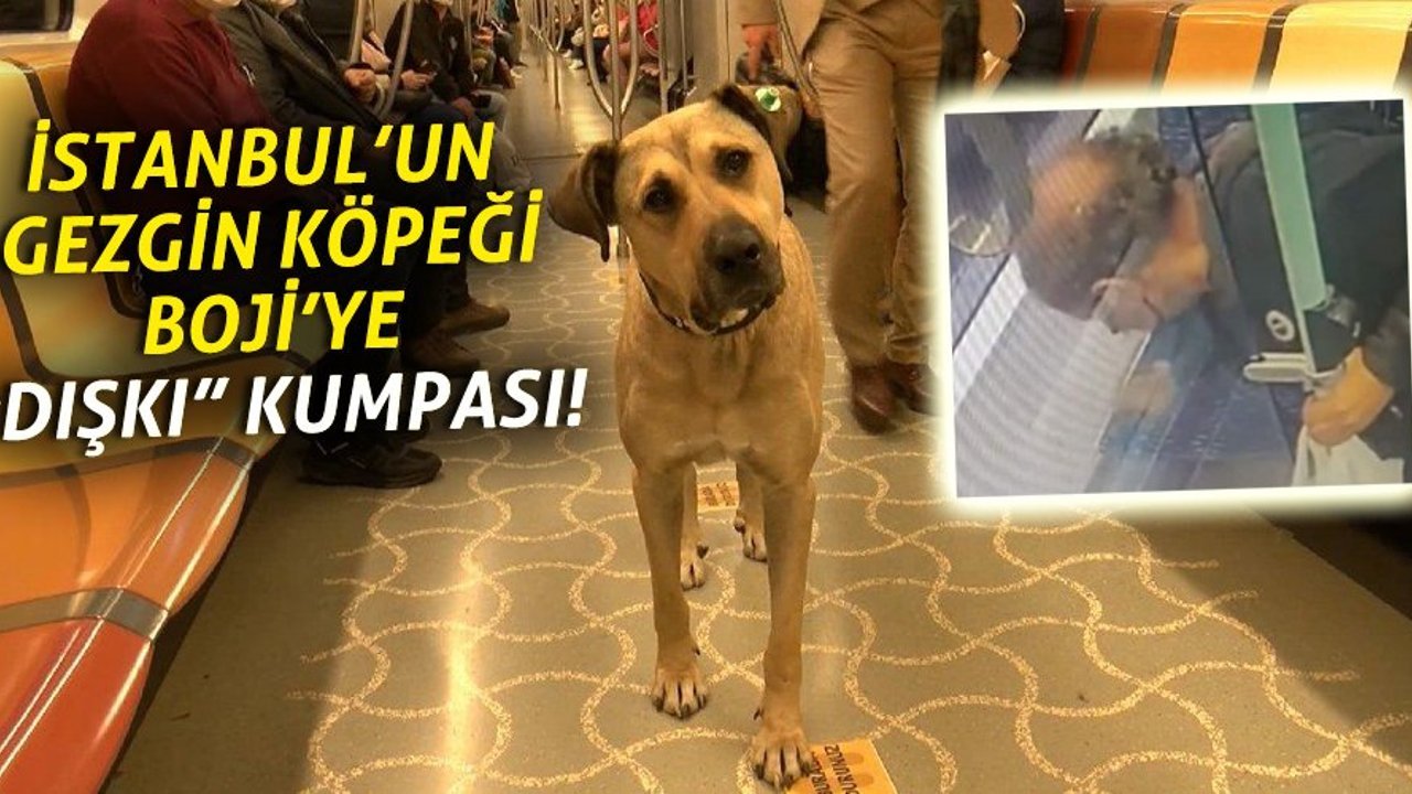Boji'ye de iftira atıldı! Fenomen köpeğe "dışkılı" kumpas!