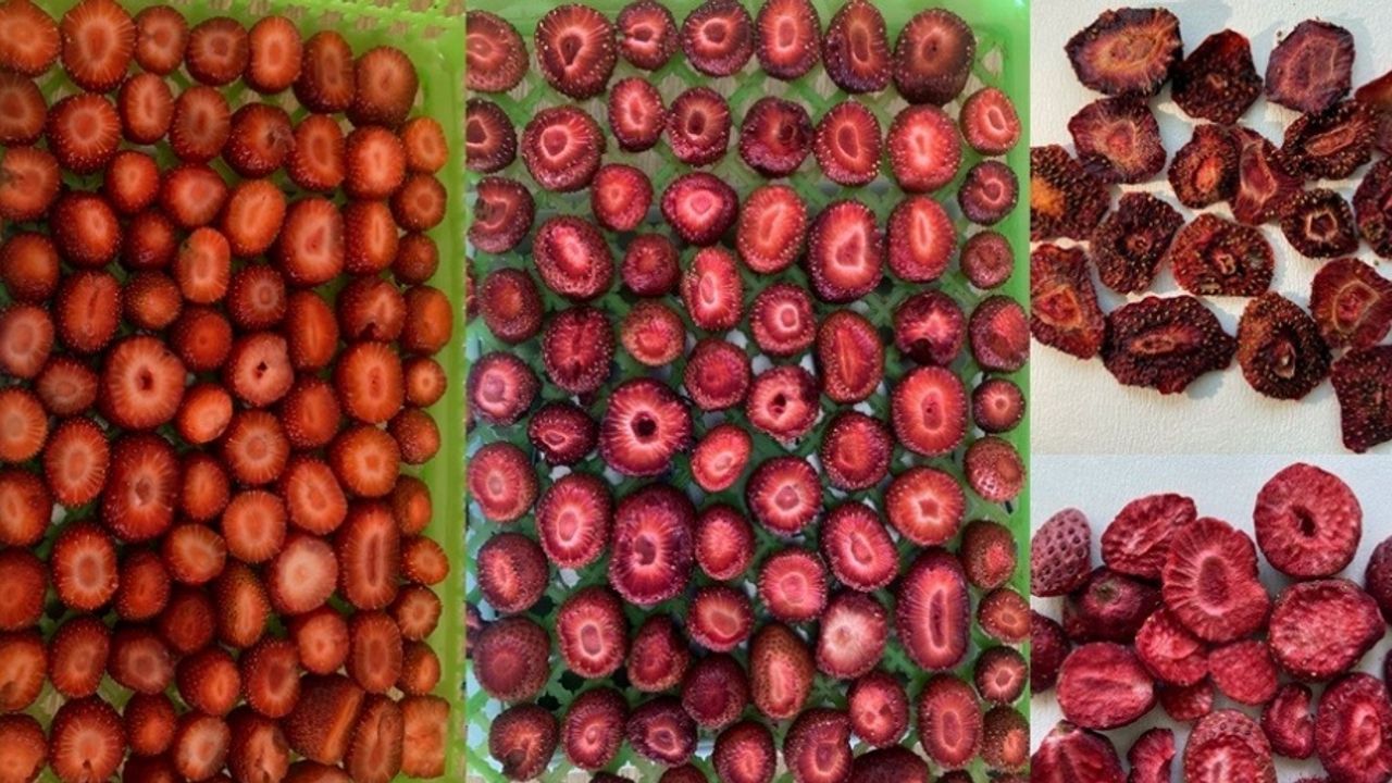 GAÜN’ün işbirliği projesiyle organik meyvelerin kalitesi artacak