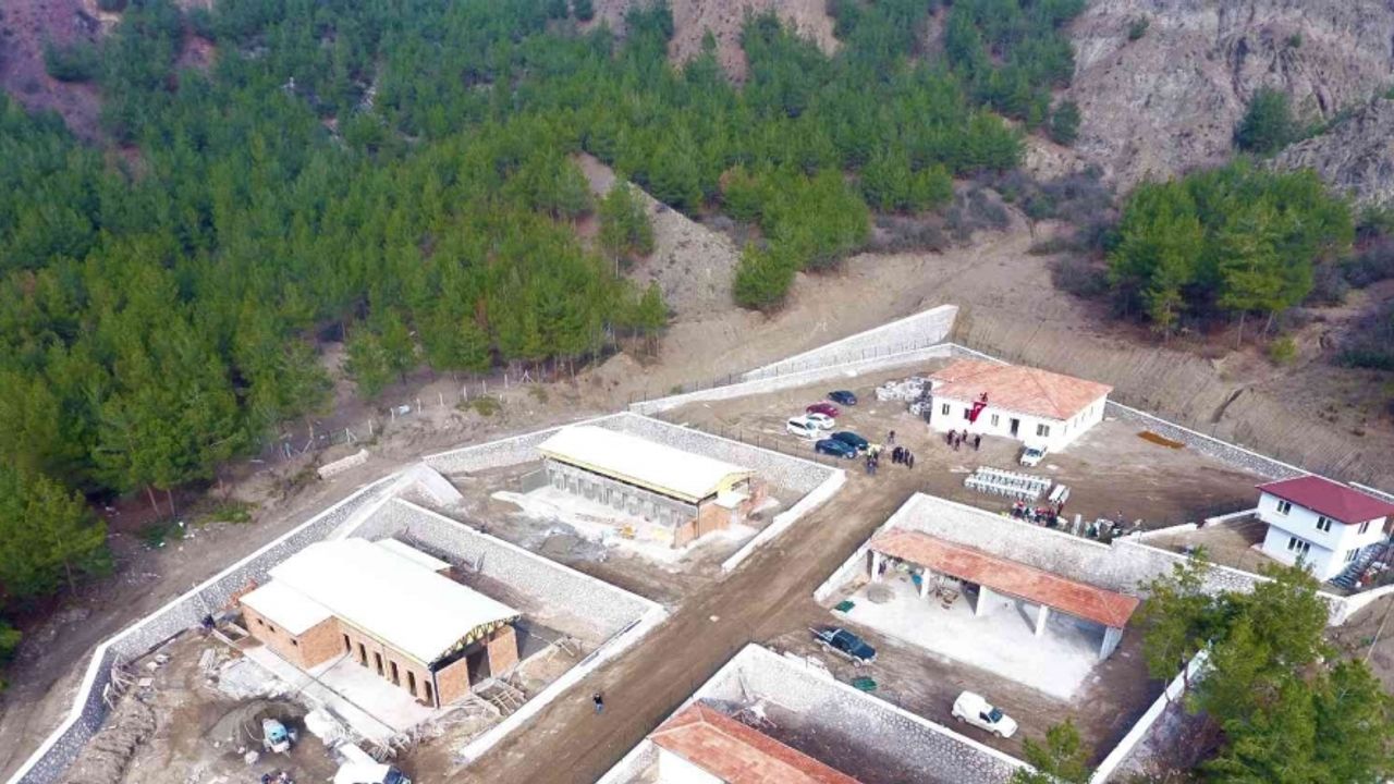 Amasya Belediyesi sokak hayvanları için otel yapıyor