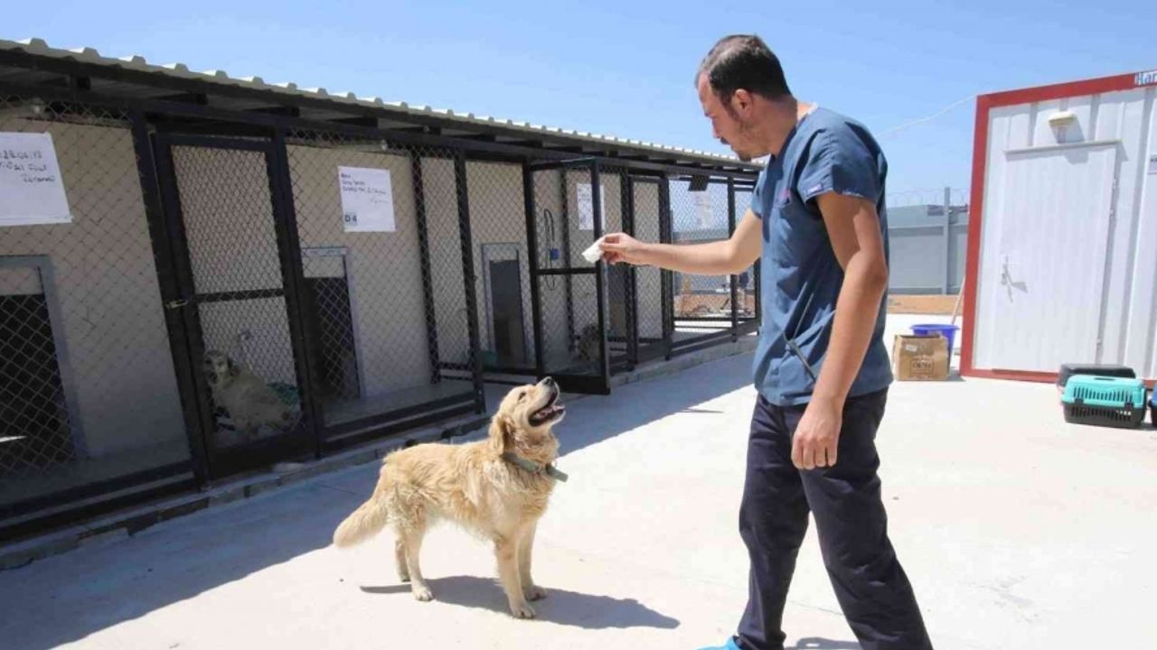 Bayraklı Belediyesi 1 yılda 4 bin 740 sokak hayvanına sağlık hizmeti verdi