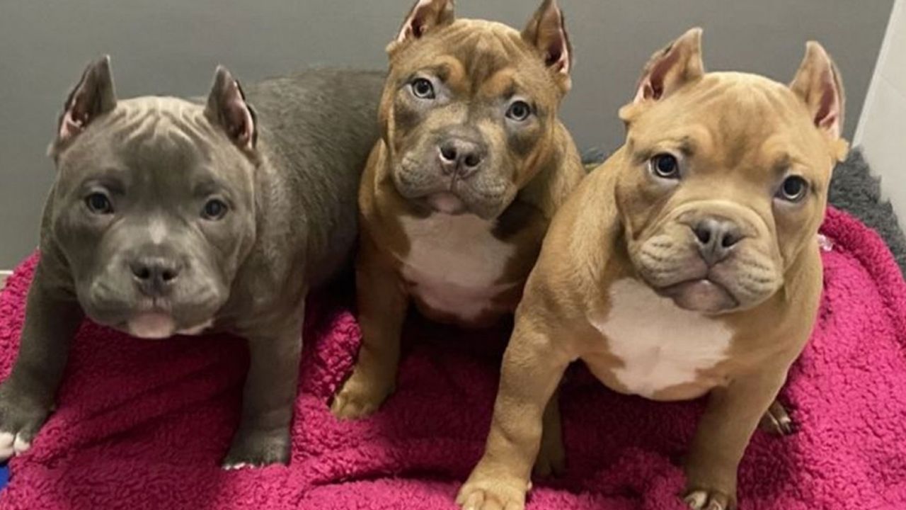 Dünyanın En Acımasız Sosyal Medya Trendi: İngiltere’de Köpeklerin Kulakları Kesiliyor