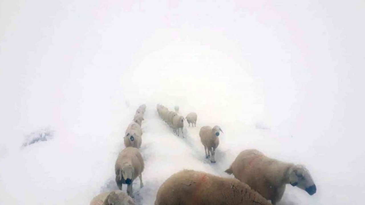 Kara yakalanan çobanların sürüleri ile göçü böyle görüntülendi