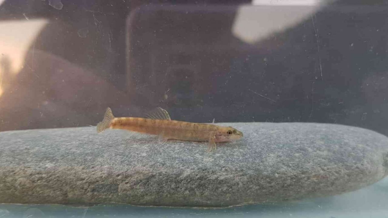 Yarım asırdır görülmeyen balık türü Batman’da görüldü