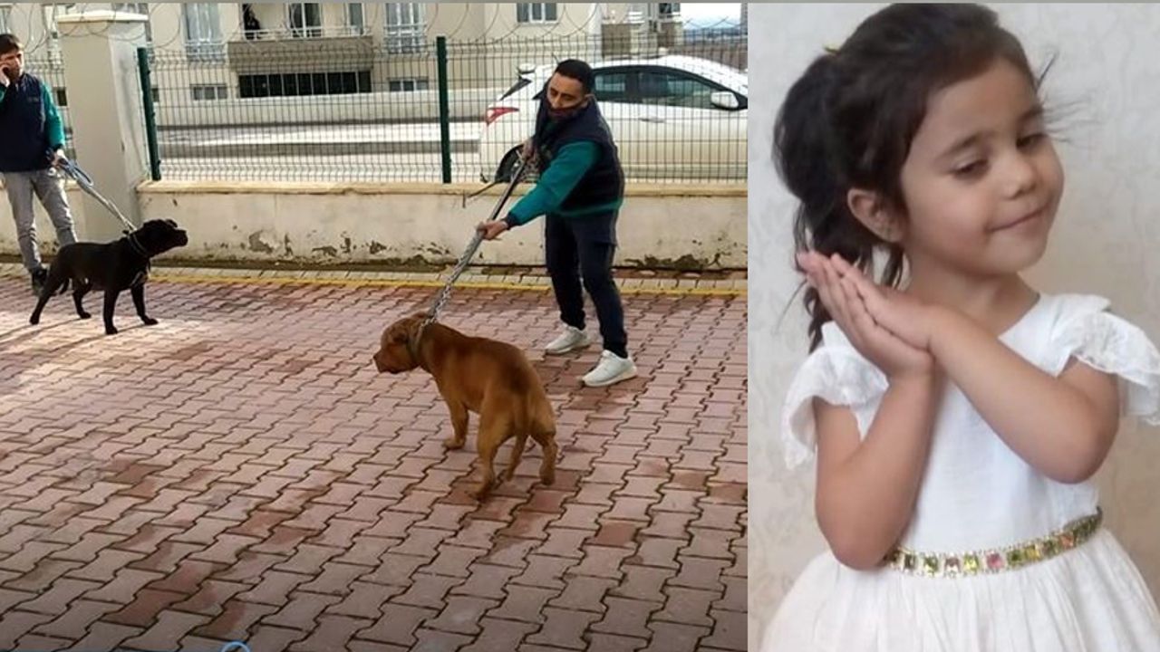Yine Pitbull dehşeti! 4 yaşındaki Asiye Ateş ağır yaralandı, pitbull sahibi ise babasını tehdit etti!
