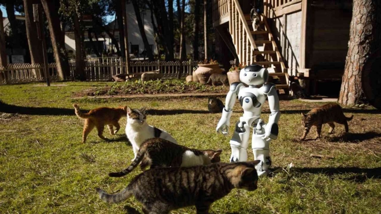 Hayvansever robot NAO, sokak hayvanlarını elleriyle besliyor