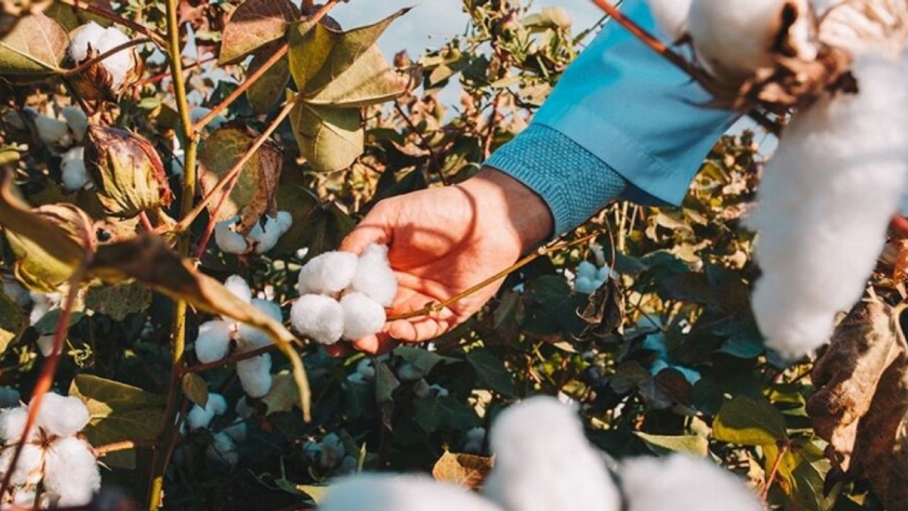 Organik Ege pamuğundan üretilmiş tekstil ürünleri çevre dostu ve daha güvenli