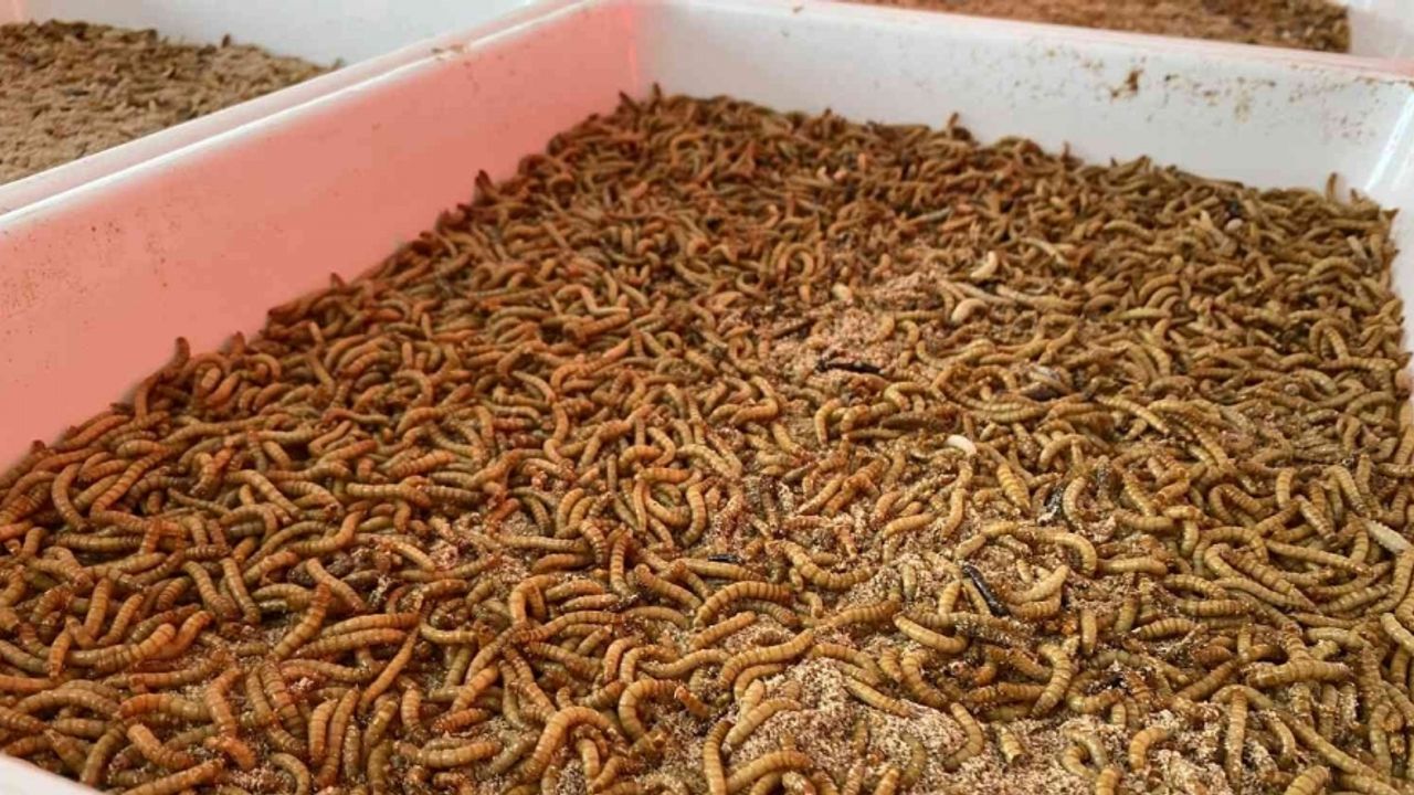 Sincan Belediyesi solucan gübresi ve kurtçuk üretimini arttırdı