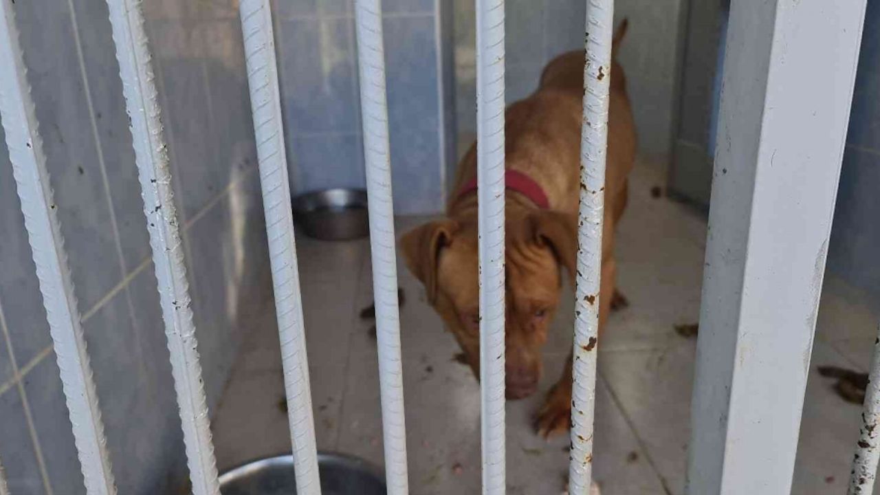 Yasaklı ırk köpek besleyen ve hayvana eziyet eden 6 kişiye 35 bin 802 TL ceza