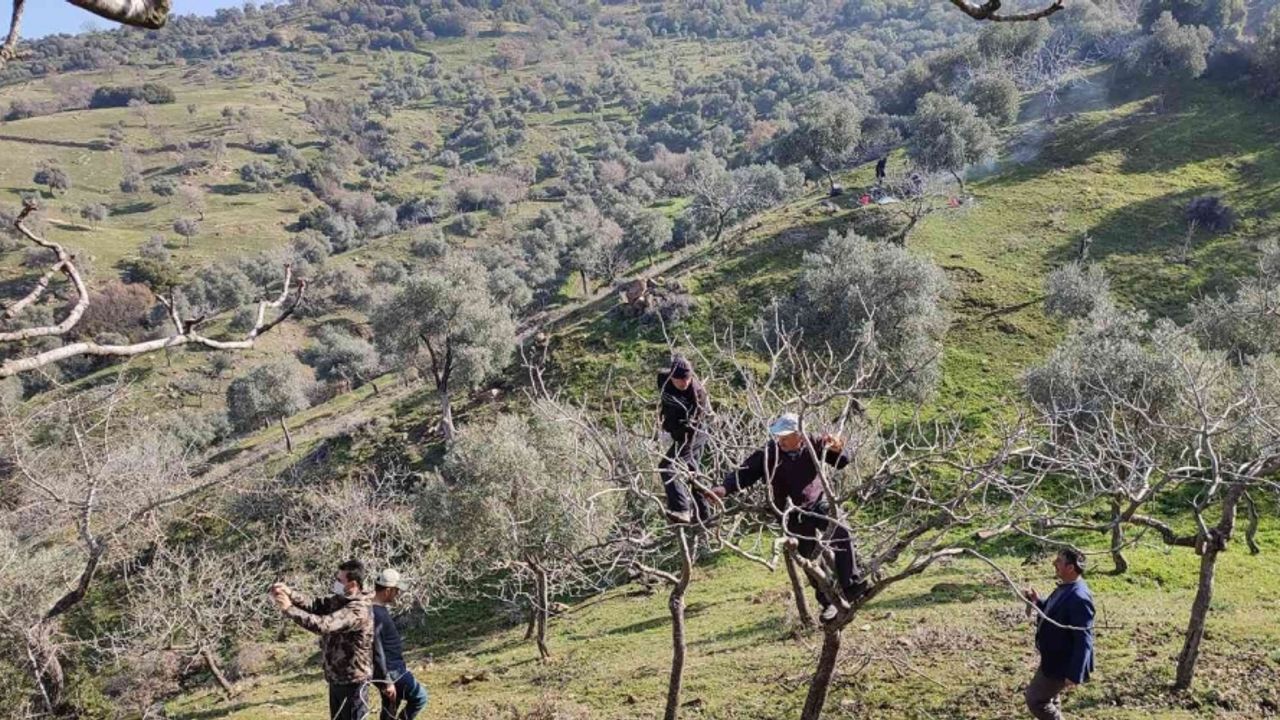 Yenipazar’da proje kapsamında antep fıstığı ağaçlarının budaması yapıldı