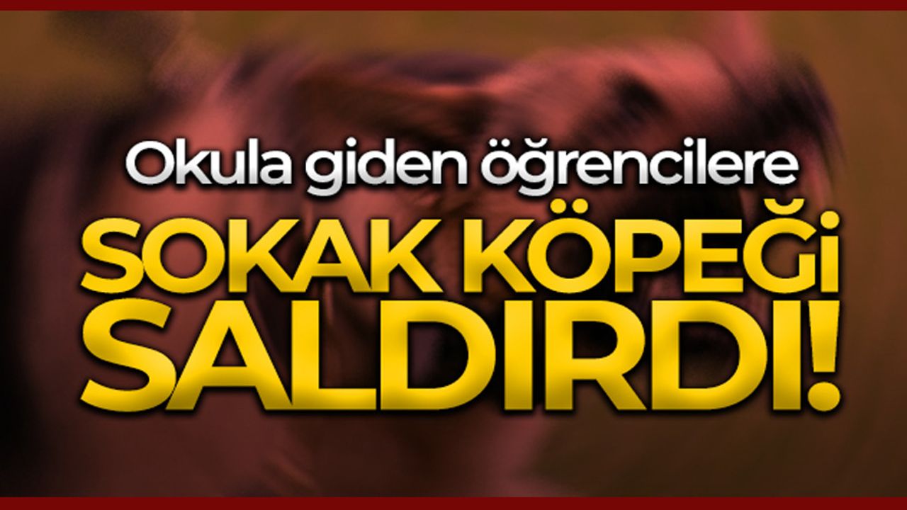 Köpek saldırısı dur durak bilmiyor! Bu sefer olay Çankaya'dan...