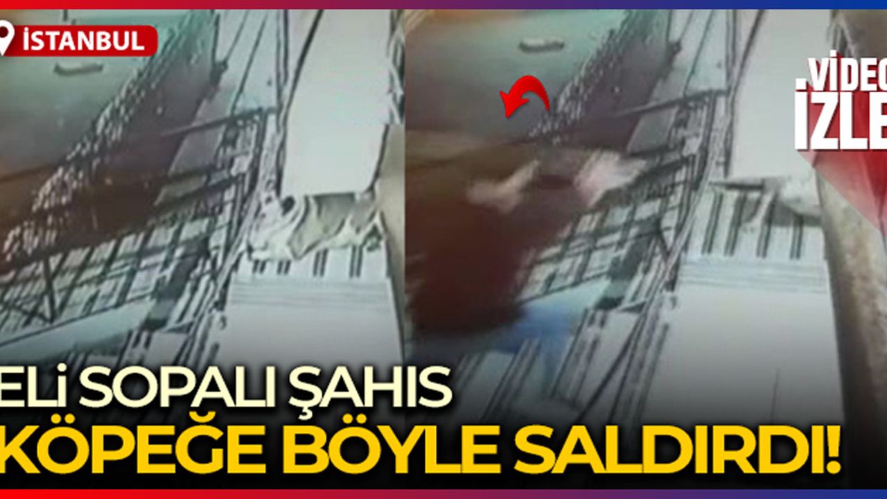 Sokakta yatan köpeğe durup dururken saldırdı!