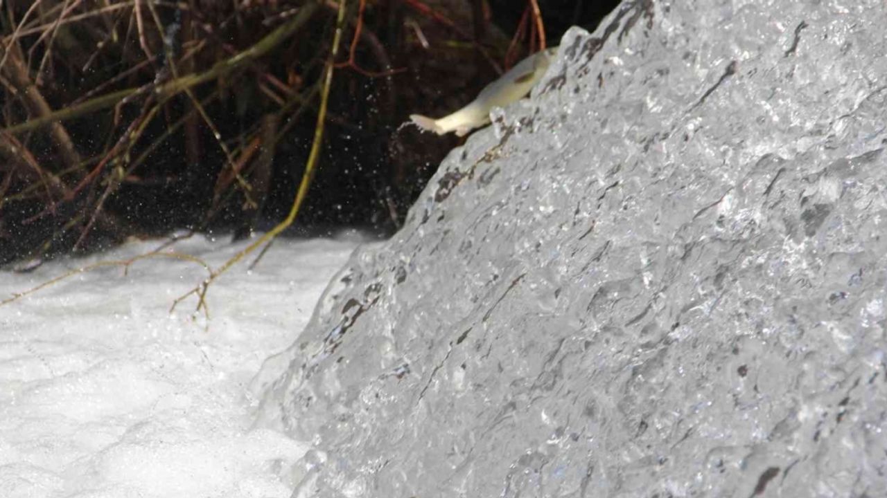Bunlar İnci Kefali değil Siraz, akıntıya karşı göç başladı