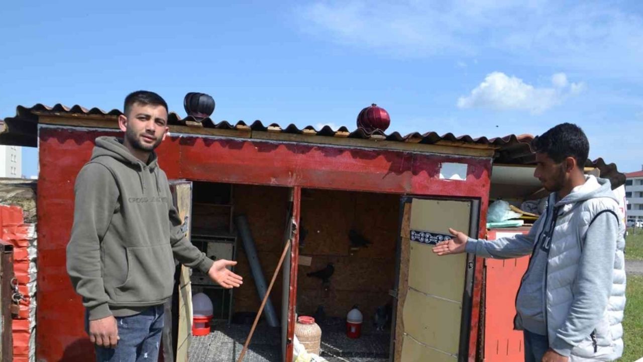 Güvercin sahibinden hırsızlara tepki: “Azıcık vicdanın varsa o güvercinleri getirip bırak”