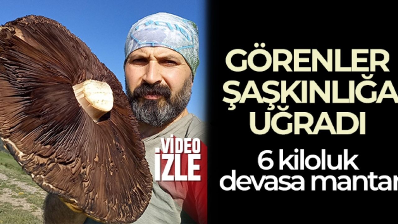 6 kiloluk devasa mantarlar görenleri şaşırttı