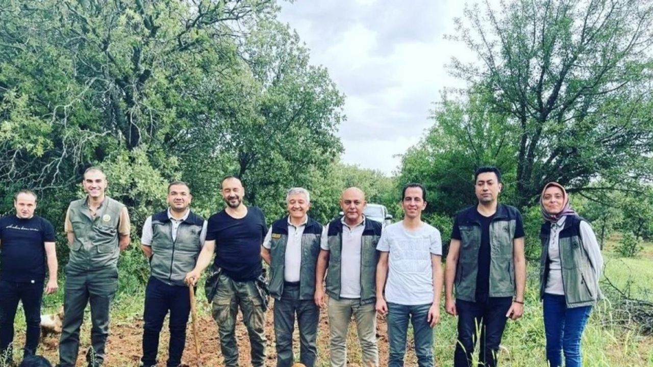 Uşak Orman İşletme Müdürlüğü’nde “Beyazımsı Trüf Mantarı” çalışmaları