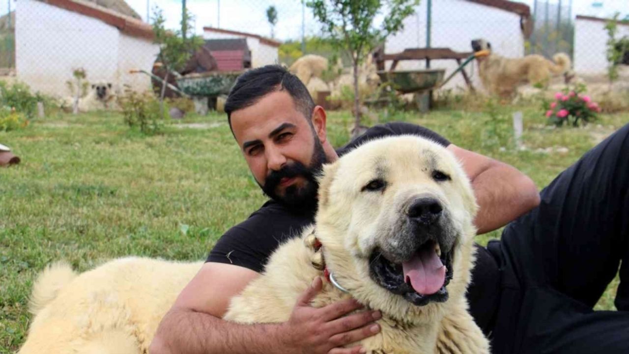 Uzman Kangal yetiştiricisi Taşdelen; Kangal köpeği Sivas’ta tanıtılmalı