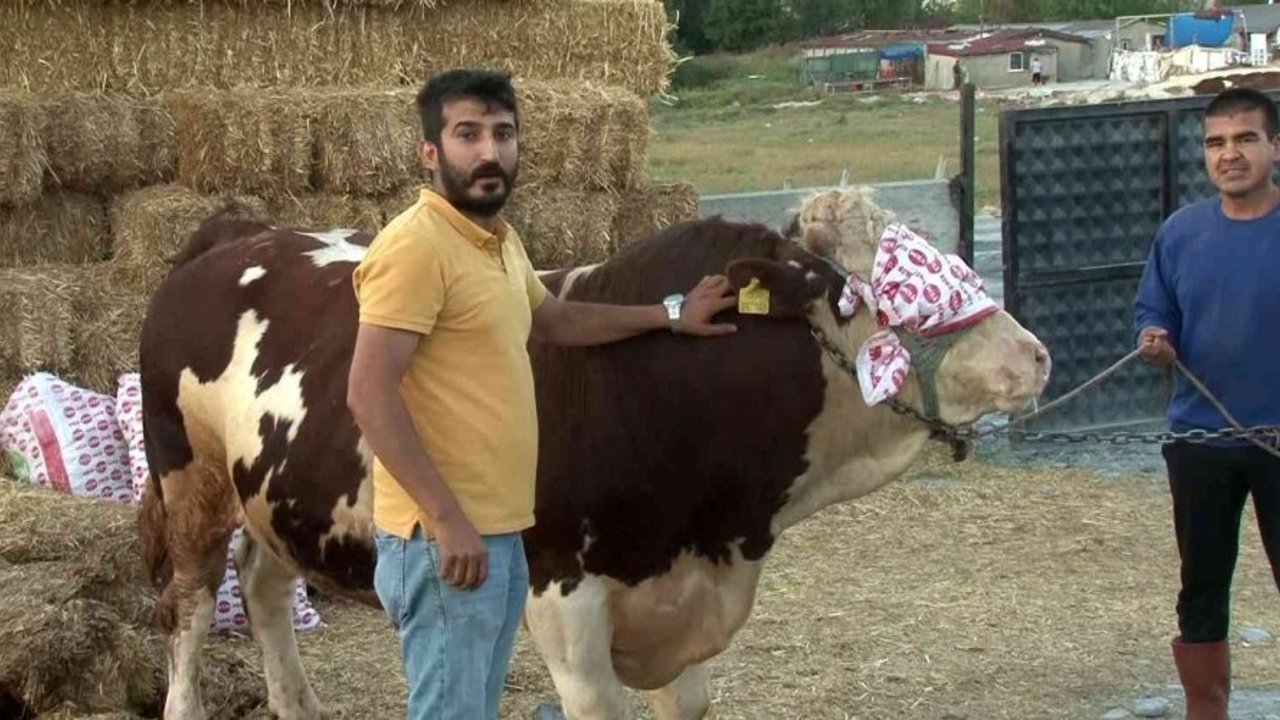 Arnavutköy’de 1 ton 250 kilogram kurbanlık 63 bin TL’ye satıldı