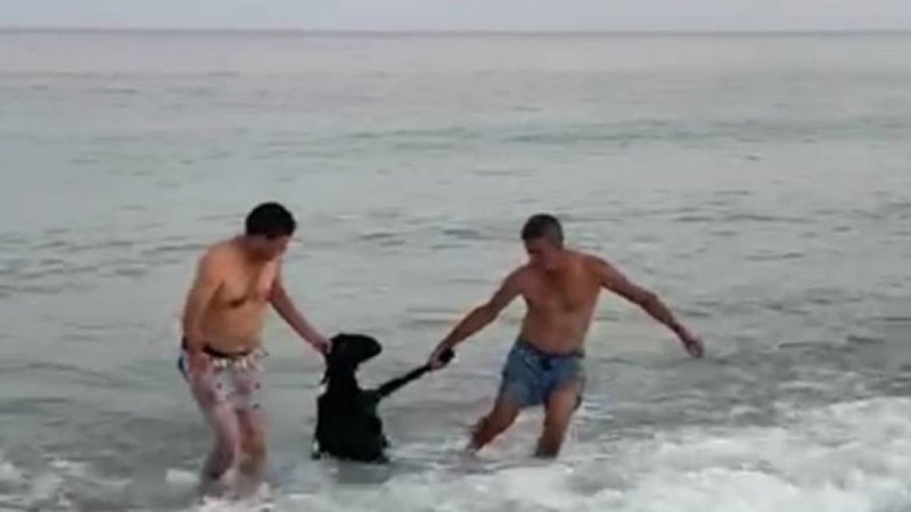 Kurbanlık keçi denize atladı, yüzerek kaçmaya çalıştı