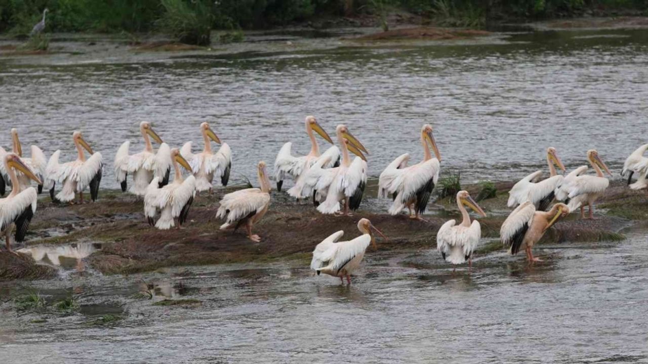 Yeşilırmak’ın sevimli misafirleri: Pelikan sürüsü ilk kez görüldü