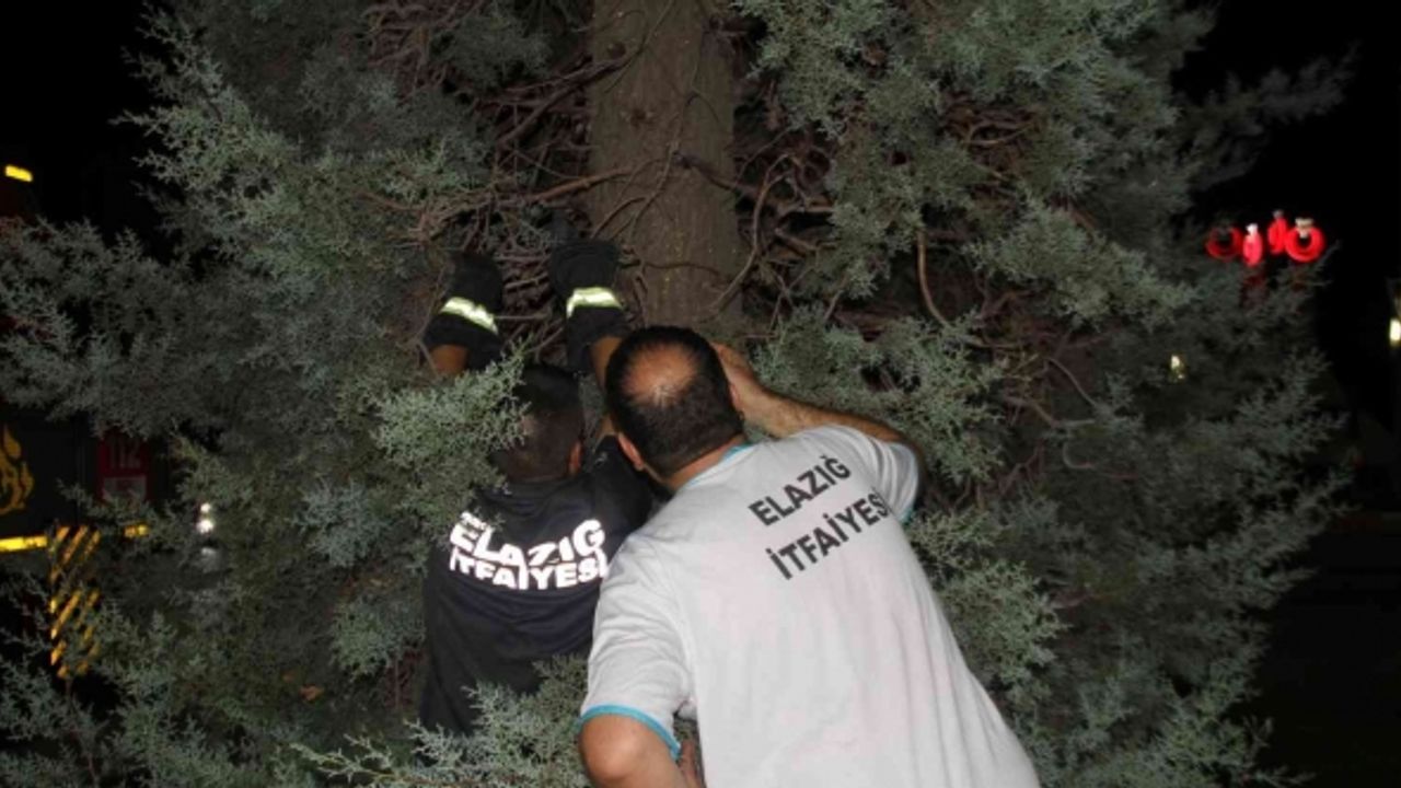 Ağaçta mahsur kalan yavru kedi için ekipler seferber oldu