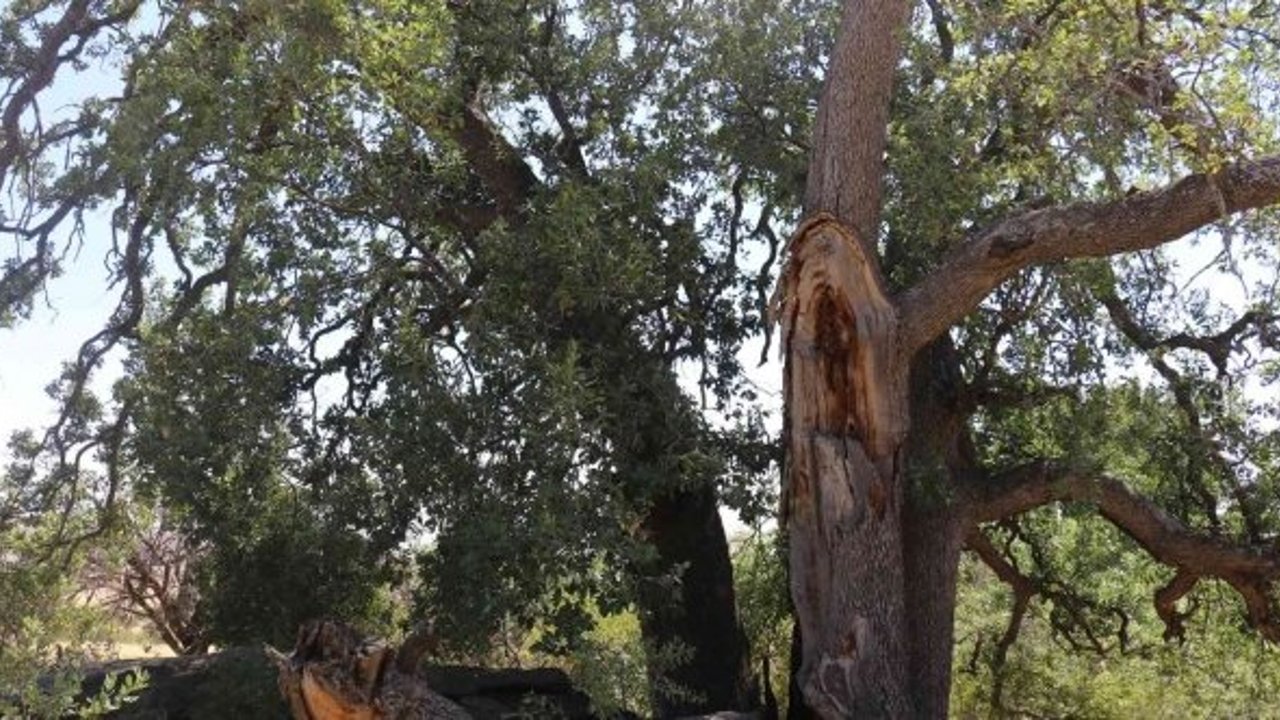 Yeni gelinin batıl inancı 500 yıllık meşe ağacını yaktı
