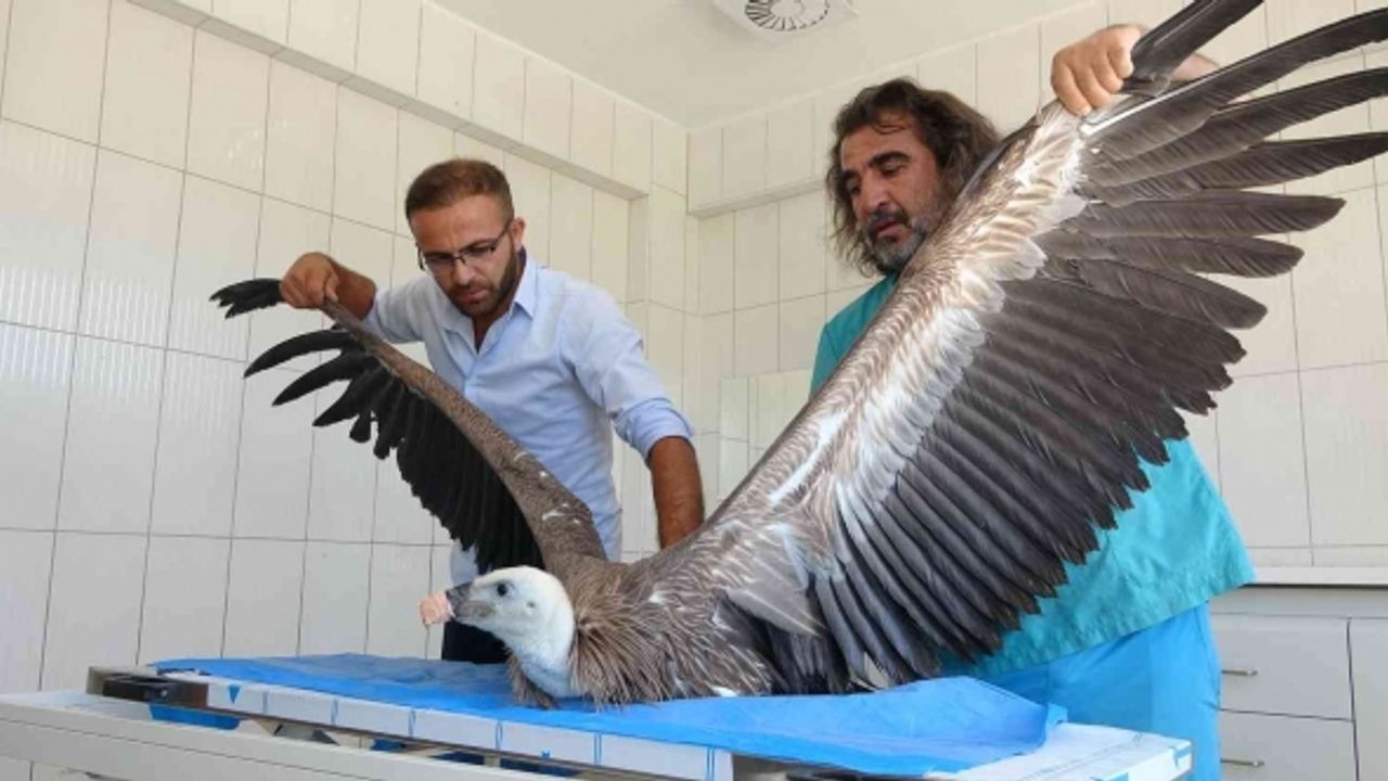 Van’da son 1 yılda 6 akbaba tedavi edildi