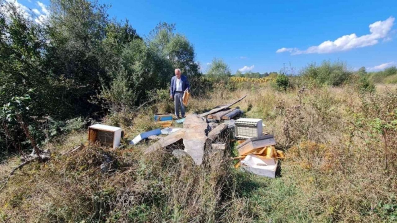 Kastamonu’da ayılar arı kovanlarını parçaladı