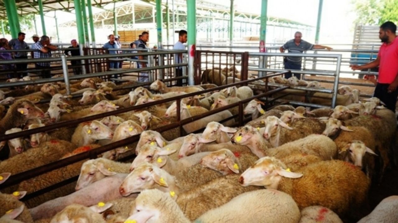 Sarıgöl Canlı Hayvan Pazarı tedbir amaçlı 45 gün kapatıldı