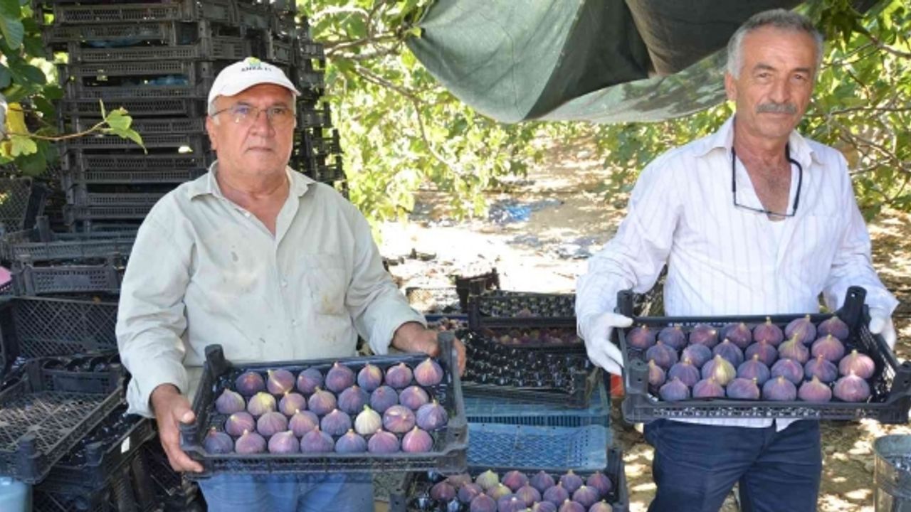 Toroslar’ın yüksek kesimlerinde incir hasadı sona erdi