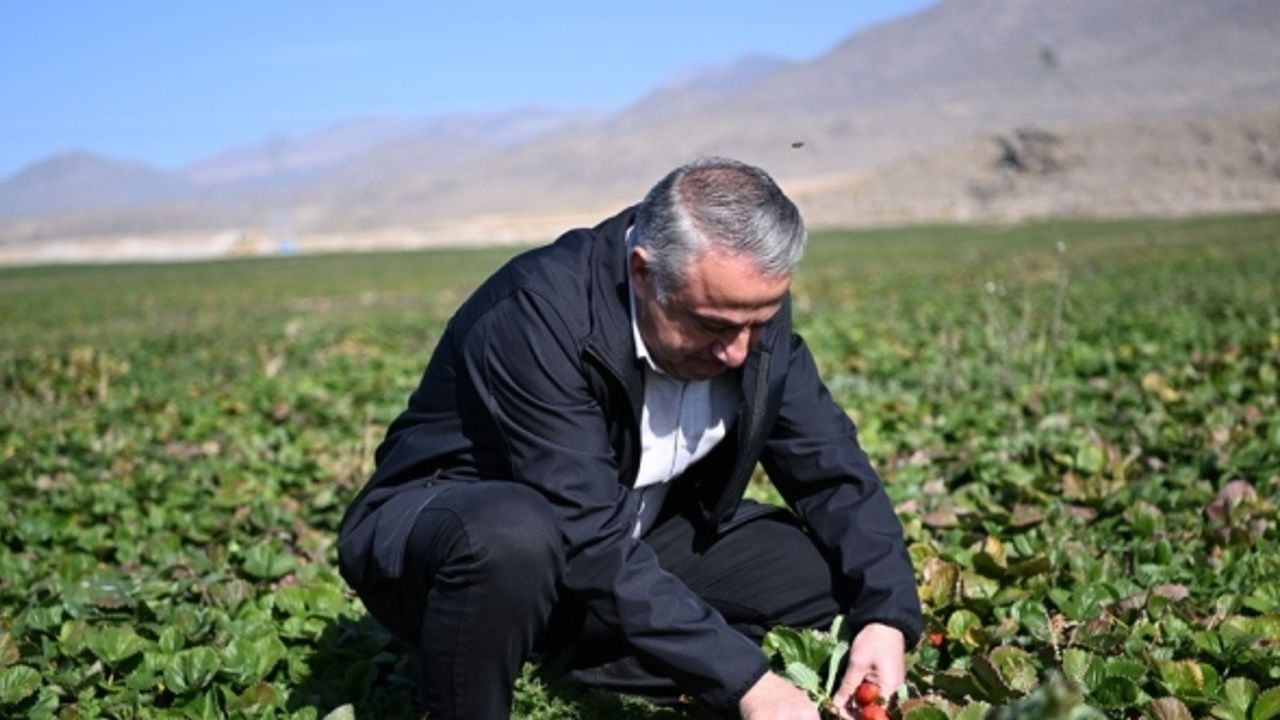 Çilekte Marka Şehir Kayseri