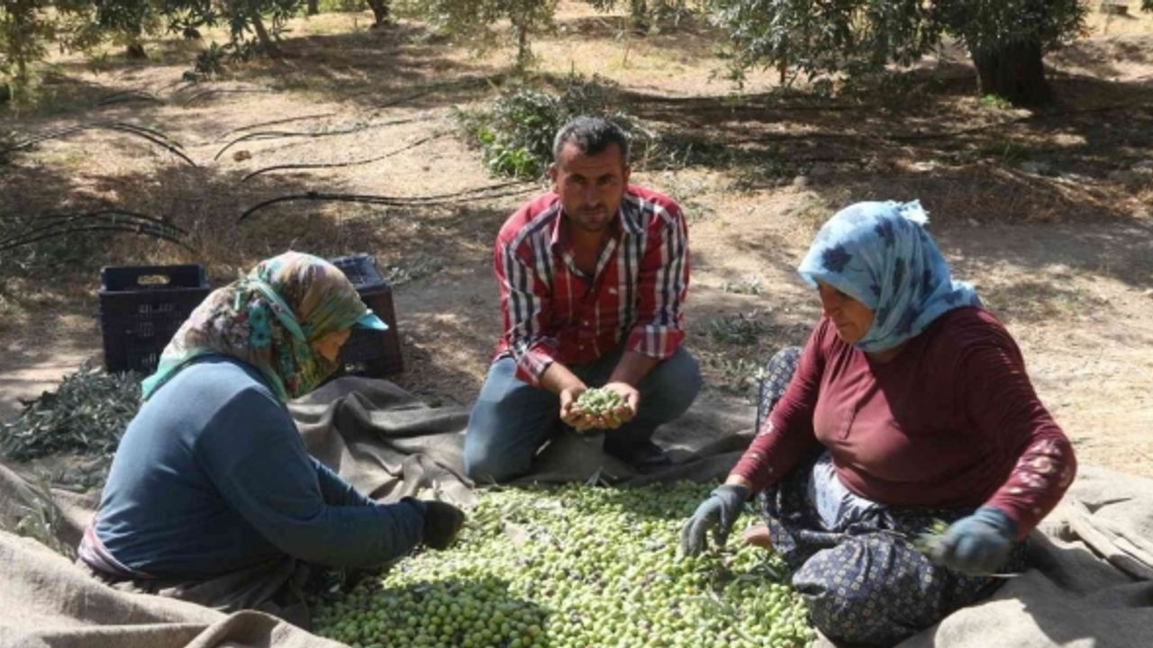 Mersin’de zeytin üreticileri hasat için işçi bulamıyor