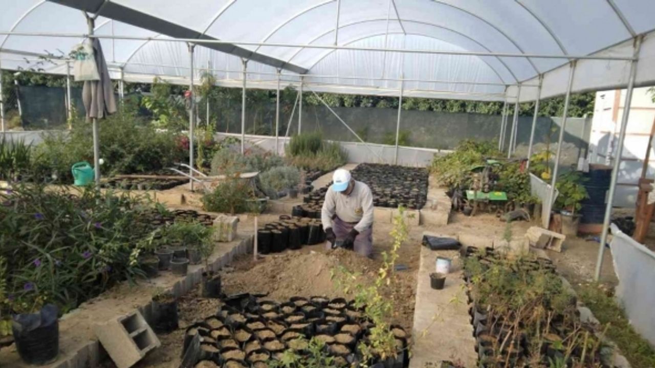 Samandağ Belediyesi süs bitkilerini kendi üretiyor