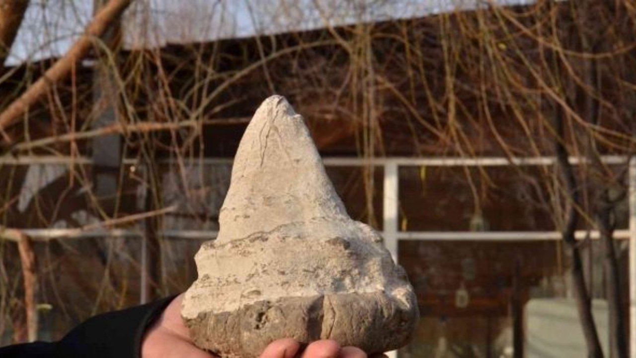 Elbistan’da köpekbalığının atası sayılan 20 milyon yıllık megalodon dişi bulundu