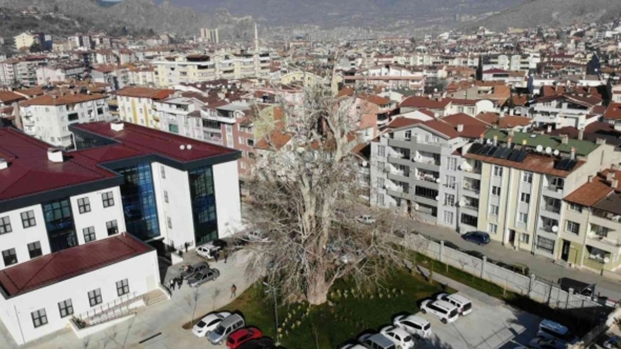 Tokat’ta 5 asırlık çınar ağacı koruma altına alındı