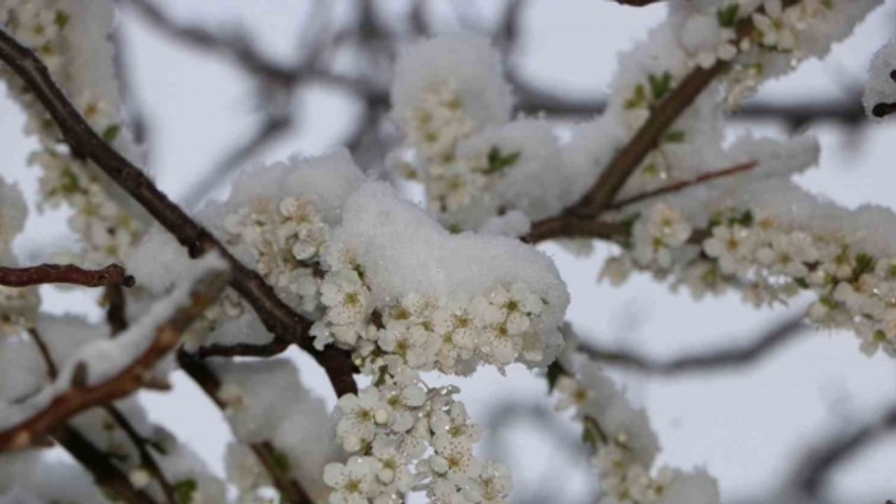 Çiçek açan meyve ağaçları kar altında görüntülendi