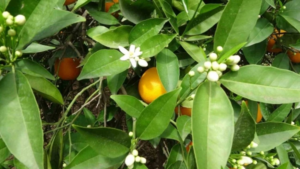 Çiçekler açtı tüm bölgeyi aynı koku sardı: “Adeta parfüm sıkılmış gibi”