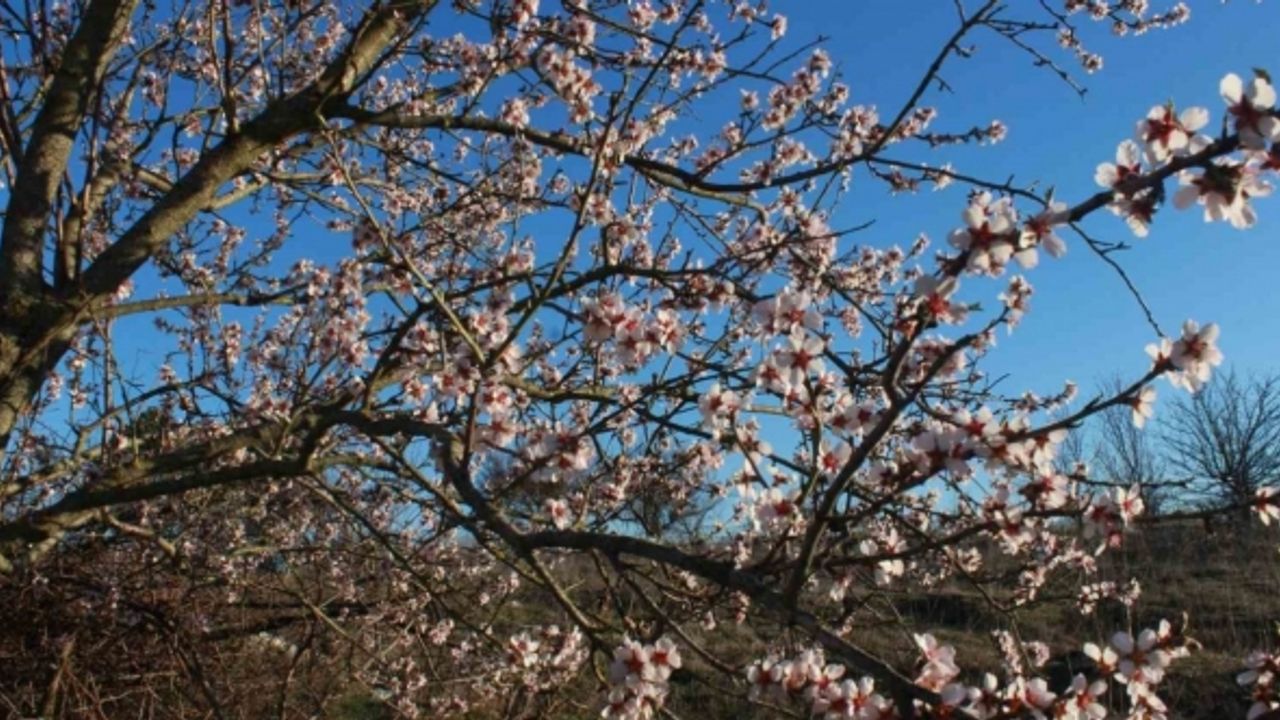 Erken çiçek açan meyve ağaçları üreticiyi endişelendiriyor