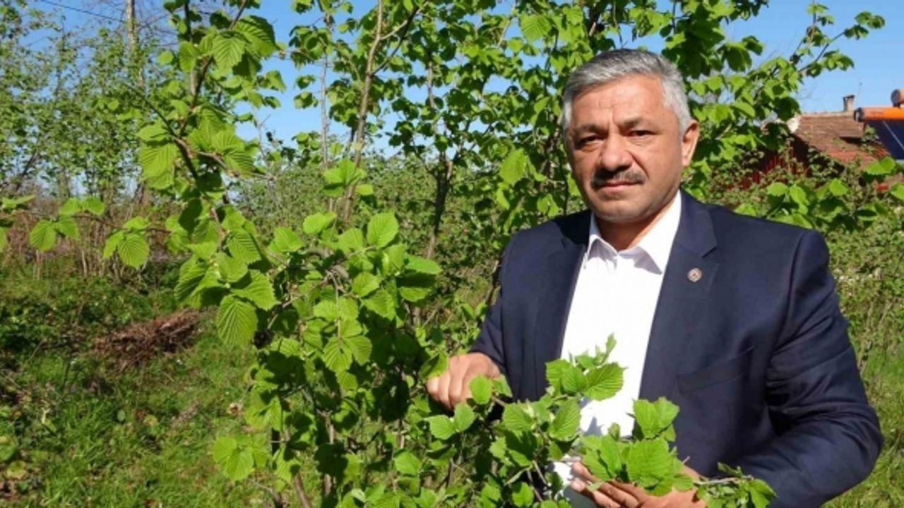 Fındıkta zirai don tehlikesi: Ciddi rekolte kaybı yaşanabilir