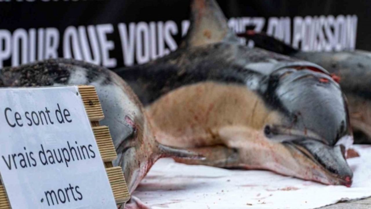 Fransa’da mahkemeden yunusları korumak için avlanma yasağı kararı
