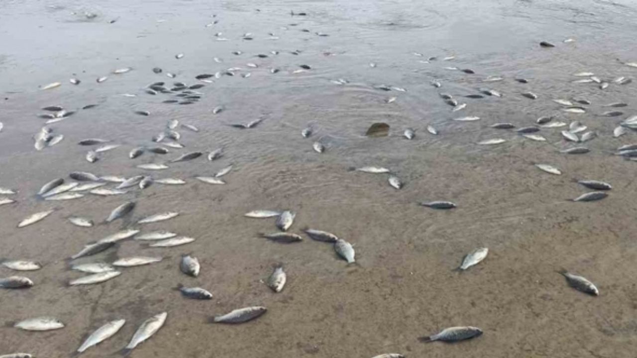 Gercüş’te gölet önündeki seti geçemeyen balıklar telef oldu