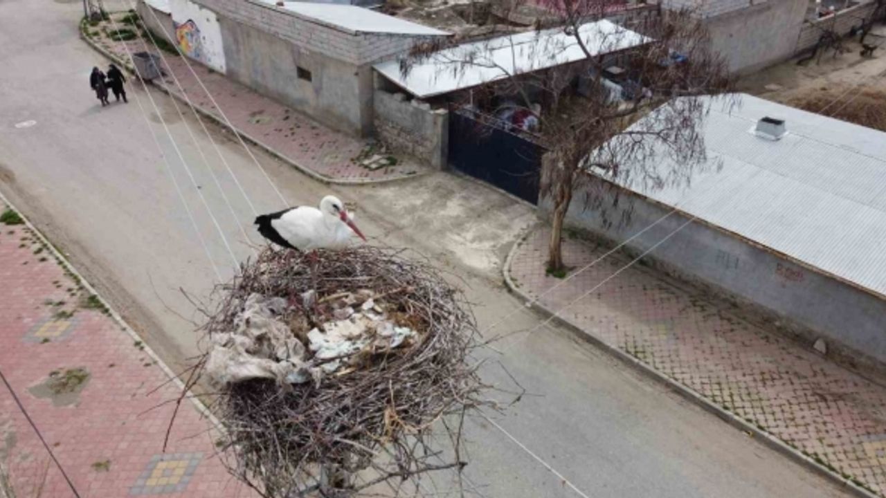 Iğdır’a gelen leylekler yuva için yüksek yerleri seçiyor