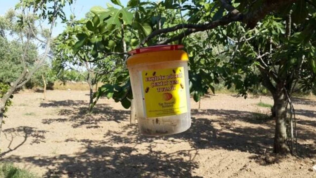 İncir bahçelerinde ekşilik böceği zararlısı ile mücadele başladı