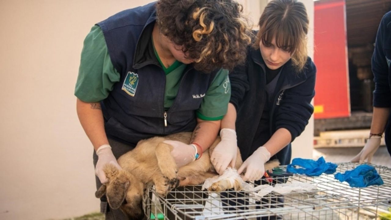 Kuşadası Belediyesi deprem bölgesinden gelen can dostlara kucak açtı