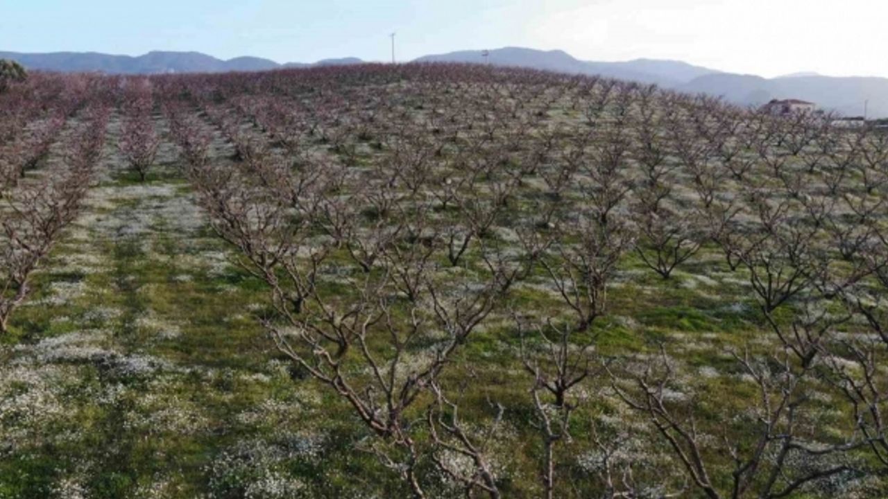 Şeftali bahçelerindeki rengarenk görüntüler görsel şölen oluşturuyor