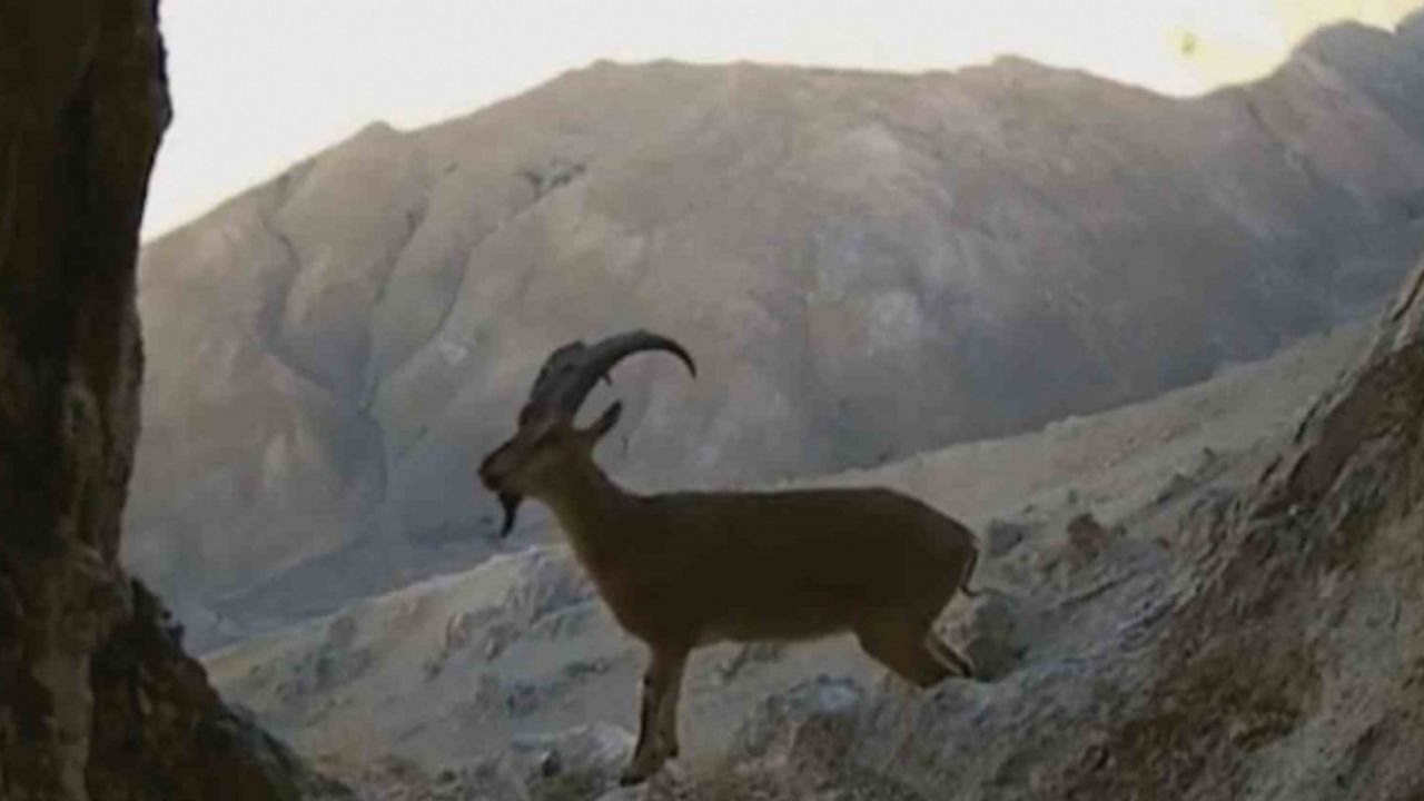 Van’da nesli tehlikede olan yaban keçileri fotokapana takıldı