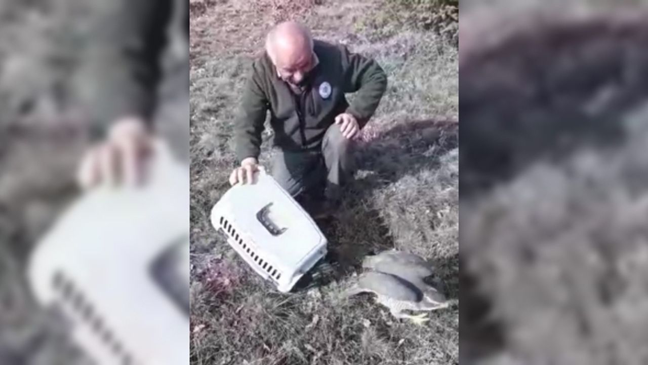 Yaralı halde bulunan dünyanın en hızlı kuşu gökdoğan ve kerkenez doğaya salındı